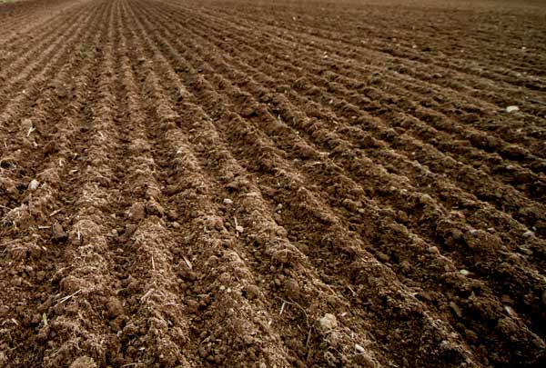 Vazio sanitário da soja começa amanhã em cinco estados