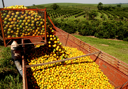 Maior produção da laranja pode limitar valores na industria