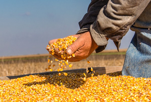 Colheita de milho avança, mas geada forte preocupa o Paraná