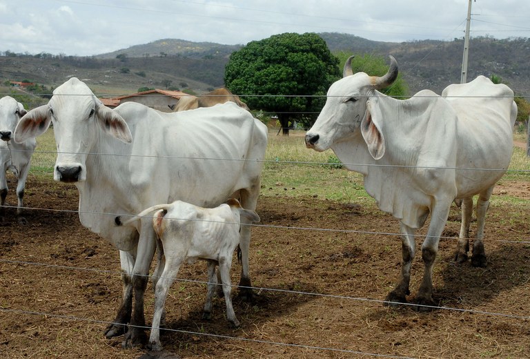 Brasil deve ser reconhecido país livre da pleuropneumonia bovina pela OIE