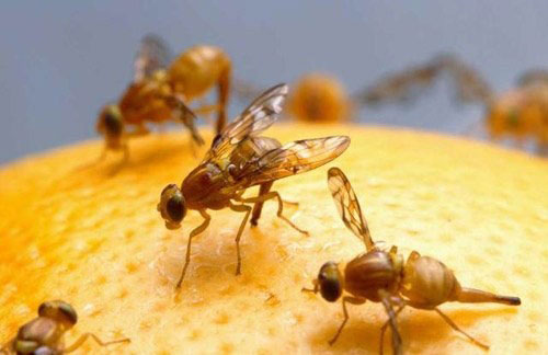 Como espantar a mosca da fruta