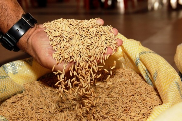 Controversa economia arrozeira
