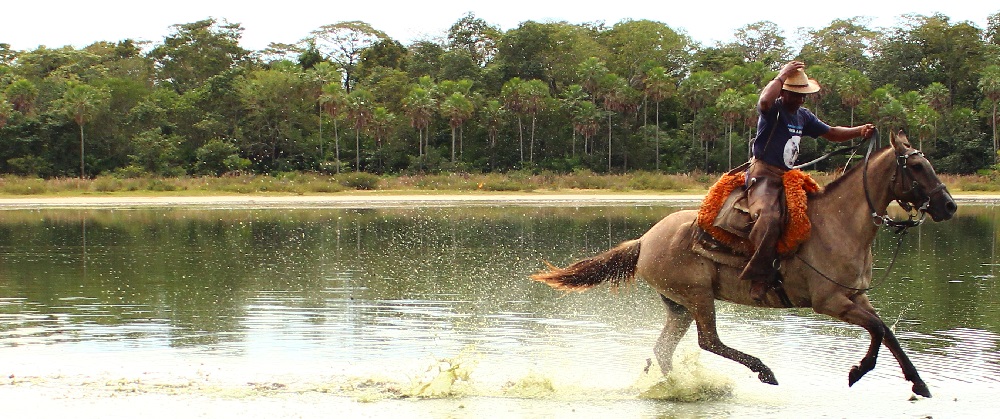 Pesquisa comprova extensa variabilidade genética de cavalo Pantaneiro