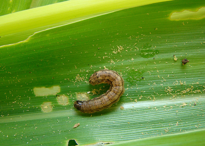 Pesquisa cria primeiro inseticida à base de vírus contra lagarta-do-cartucho