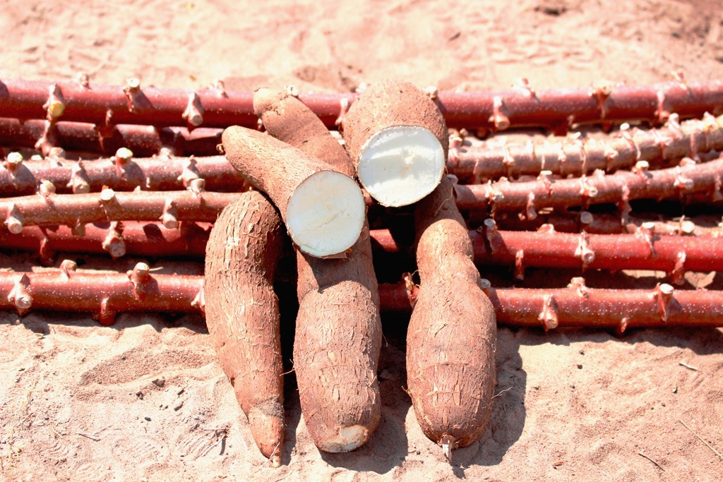 Técnica para produção da mandioca ajudará a multiplicar cultivares em RR