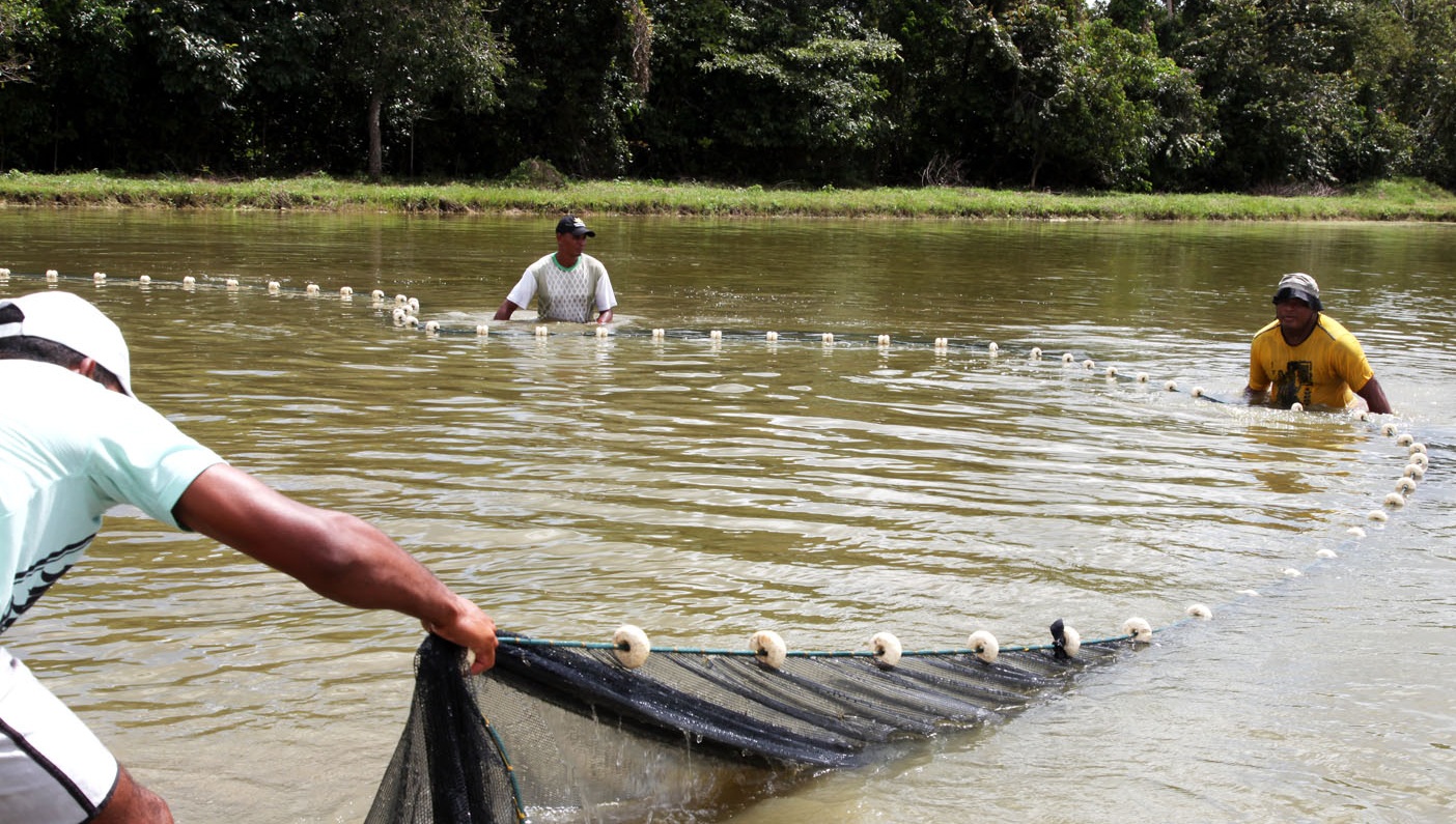 Procon aponta variação de até 109% nos preços de peixes em MS