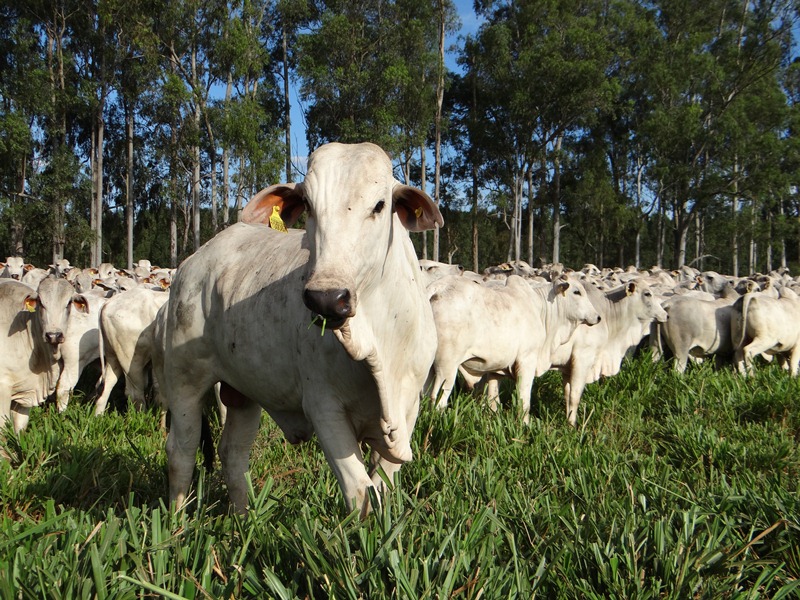 Pecuária de baixa emissão de carbono será apresentada no Ceará