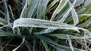 Geada pode atingir áreas de produção agrícola no Brasil