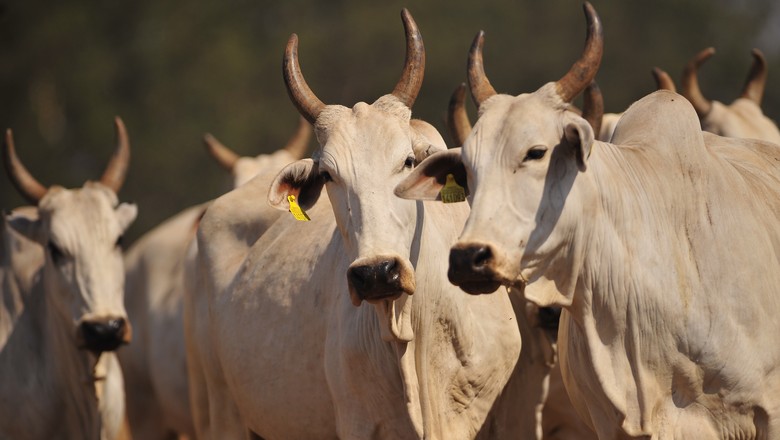 Preço do boi segue em alta; bezerro e vaca se desvalorizam