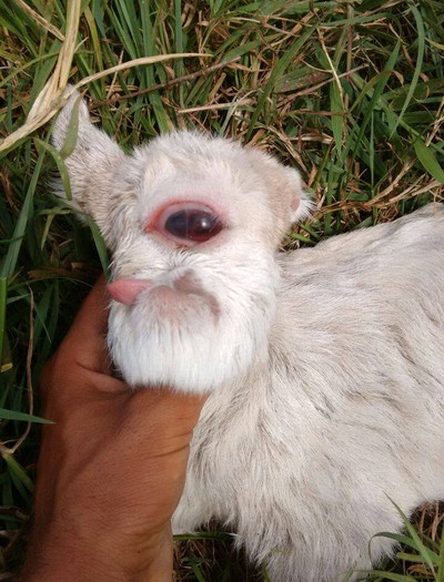 Cabra nasce com um olho só em Pernambuco