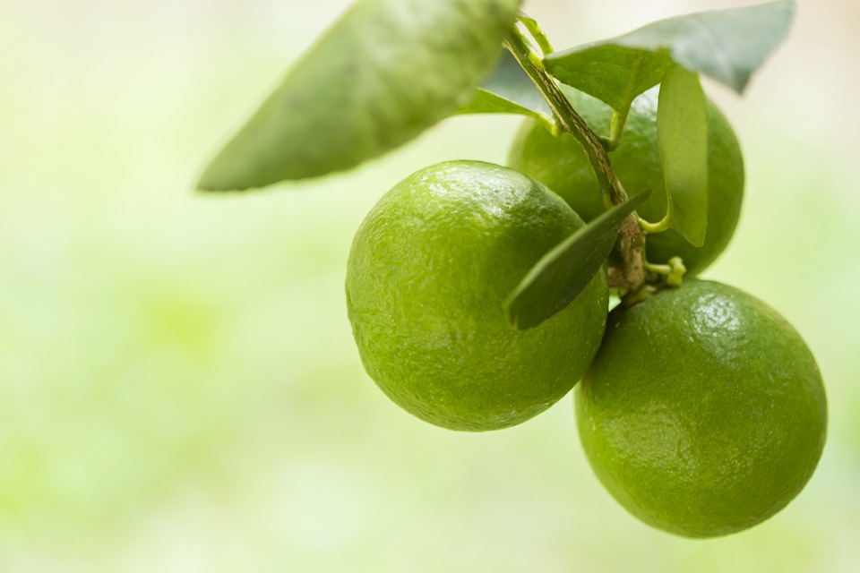 Entressafra impulsiona valores do limão tahiti