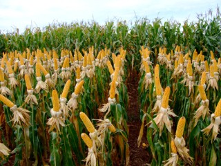 Preços do milho em alta no mercado brasileiro
