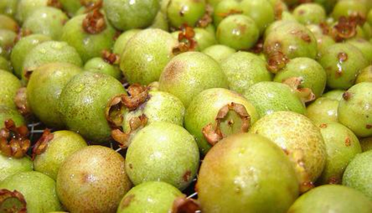 Germinação de sementes de guavira