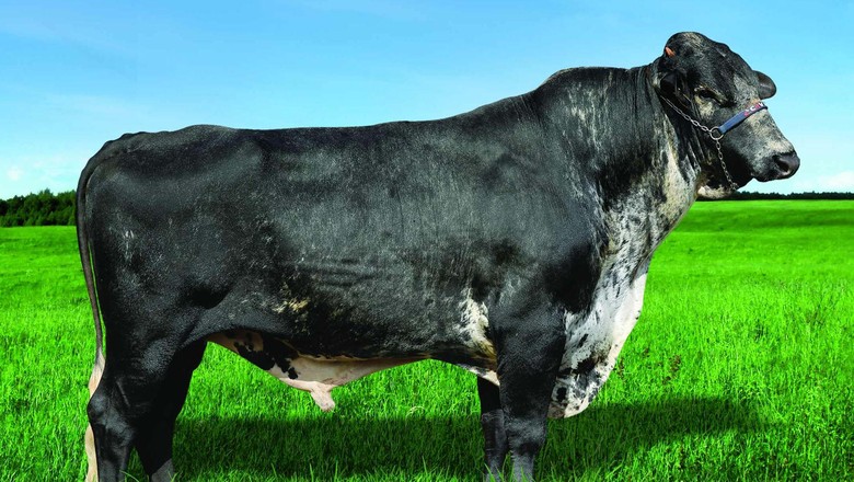 Morre Napolitano, touro com 116 mil filhos no Brasil