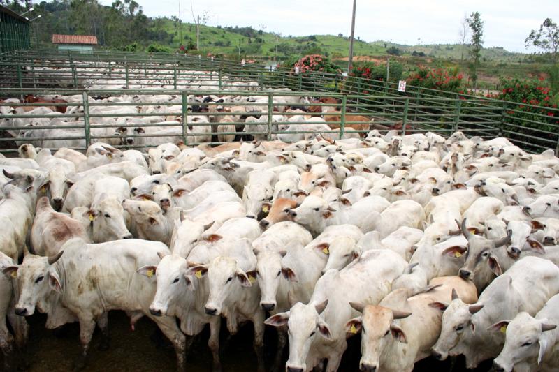 Crise na JBS desorganiza mercado de bois