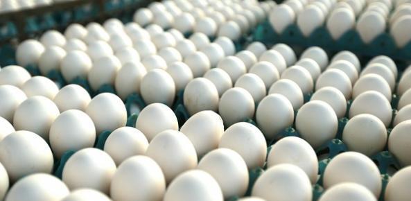 Preço cai, mas poder de compra de avicultor continua elevado