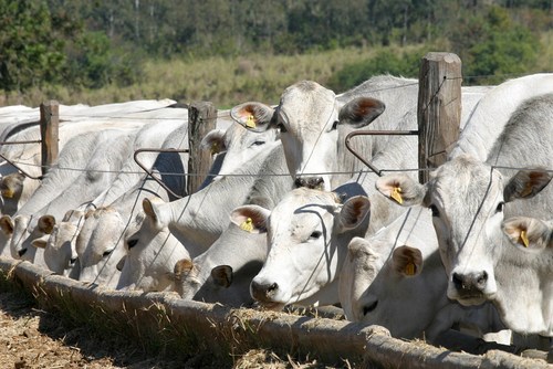 Mercado do boi gordo com poucos negócios