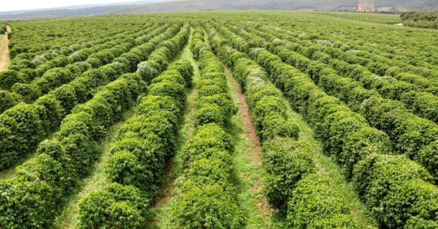 Lavouras de café sofrerão perdas nos próximos anos