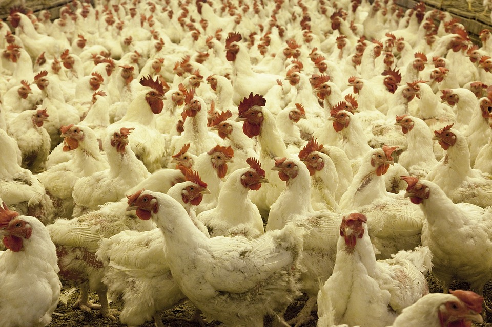 Preço do frango no atacado apresenta queda na semana