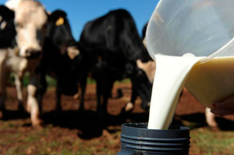 Importações de lácteos caíram 29,5% em 2017