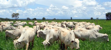 Volume de bovinos vivos exportados aumenta no BR