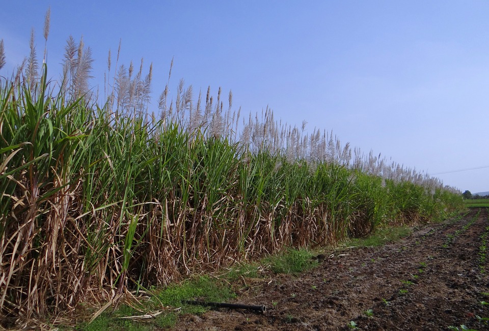 Temperatura favorece produção de cana-de-açúcar em MG