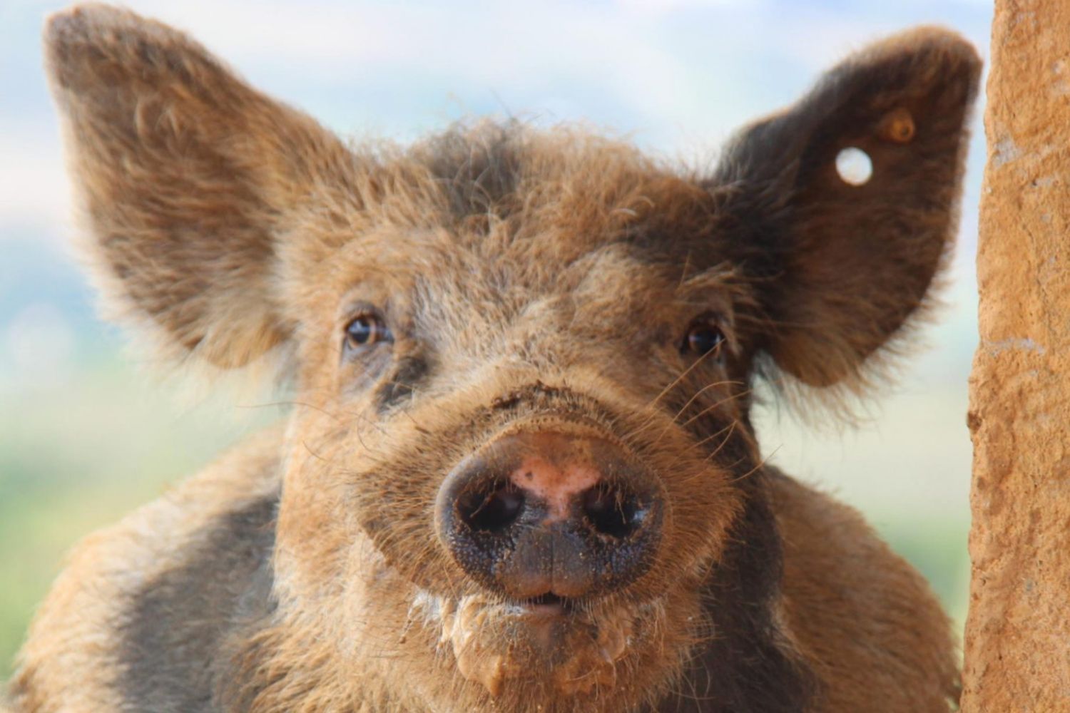 SC bate recorde na exportação de carne suína