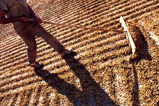 Colheita de robusta está atrasada no ES