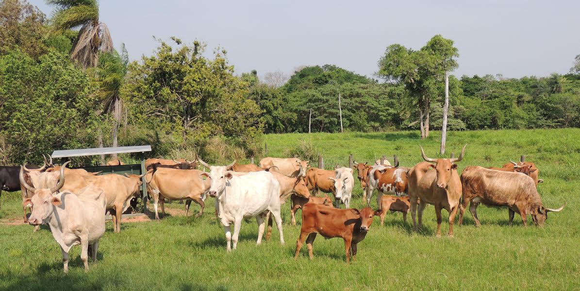 Frigoríficos compram em ritmo lento e boi fica estável nas regiões