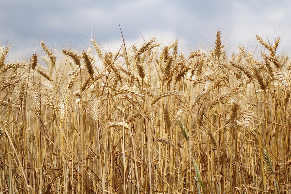Condições das lavouras de trigo preocupam Brasil e a Argentina