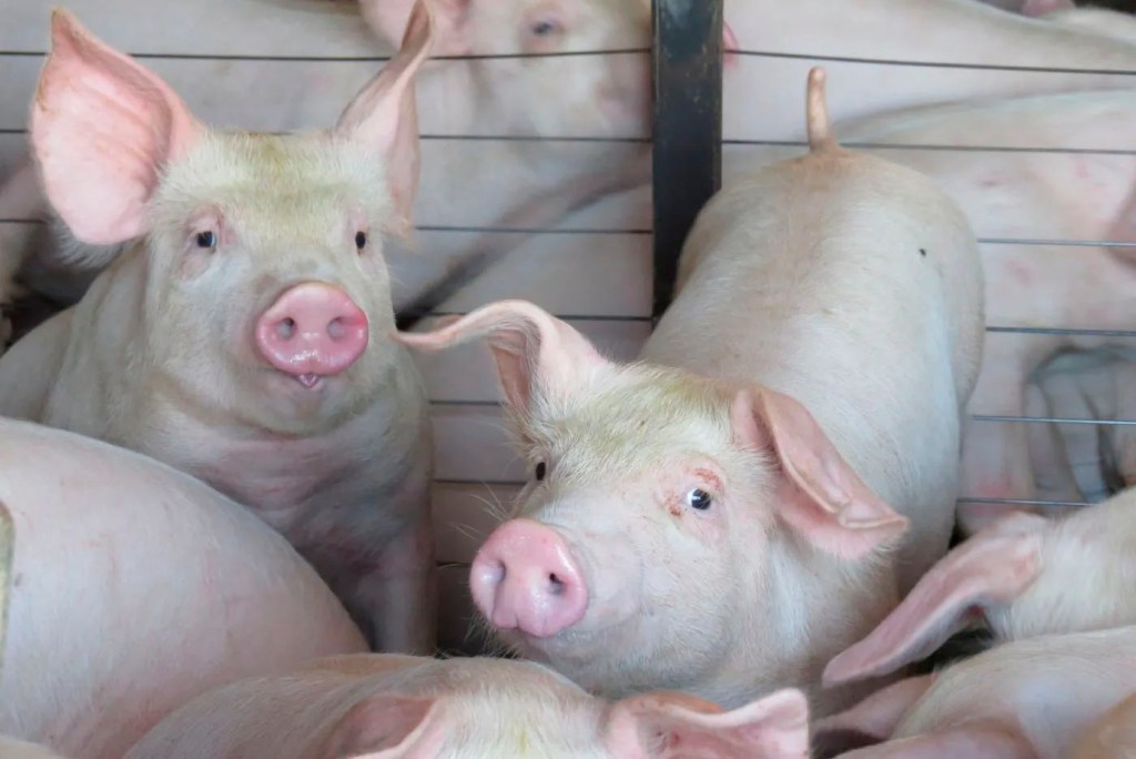 Cotações da carne e do suíno vivo seguem em alta