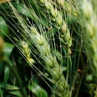 Tensão Rússia/Ucrânia pode impactar agro no Brasil