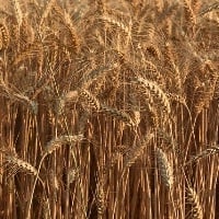 Eventos apontam os cenários para o trigo no Brasil