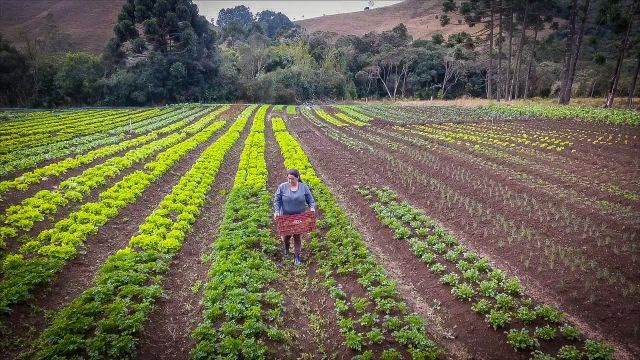 6 dicas para o agricultor, elaboradas pela Secretaria de Agricultura de SP