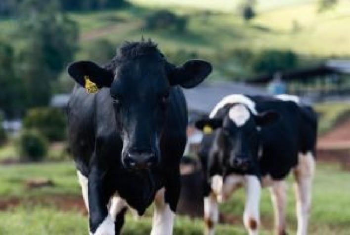 Quais são os principais métodos para detectar a mastite bovina no rebanho?