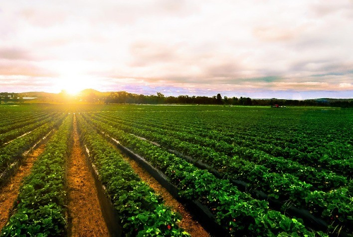 Novas práticas agrícolas podem proteger as lavouras de fenômenos climáticos extremos como secas e excesso de chuvas