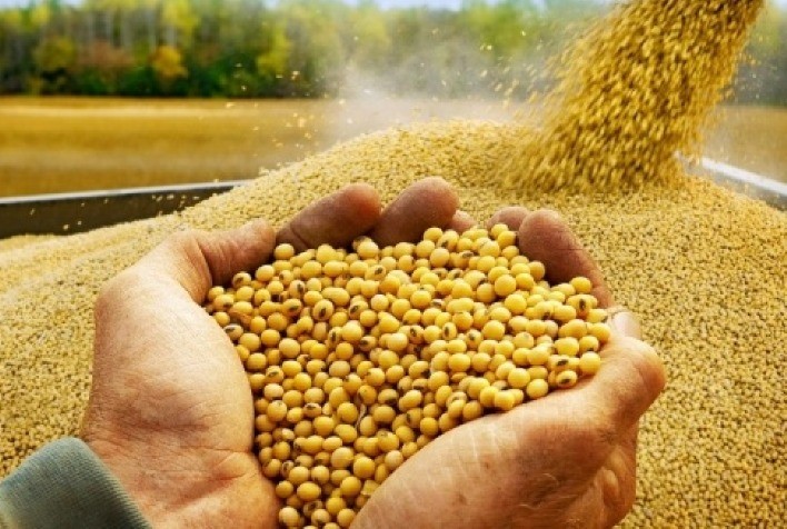 Soja no Paraná quebra mais 5,6 milhões/ton