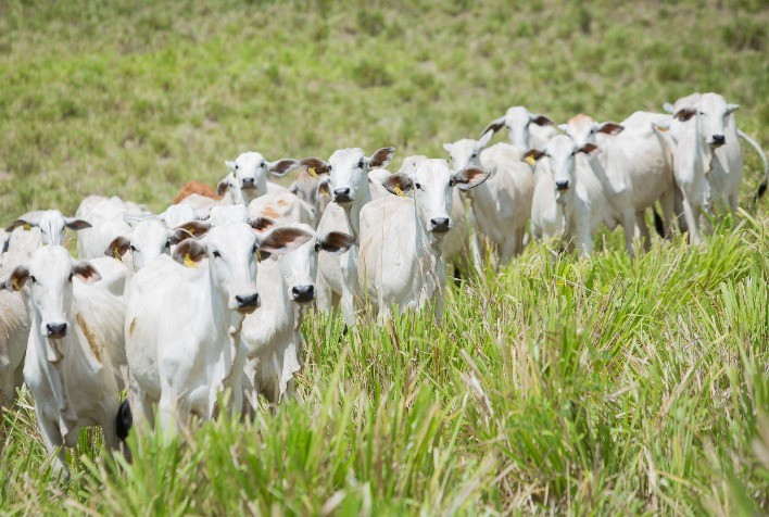 Projeção da arroba futura do boi gordo em Mato Grosso aponta teto máximo no preço em março