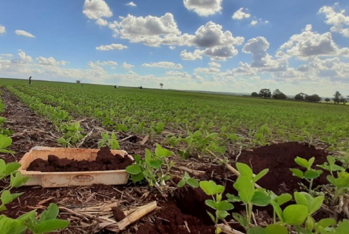 Área de soja cresce a cada ano em Mato Grosso