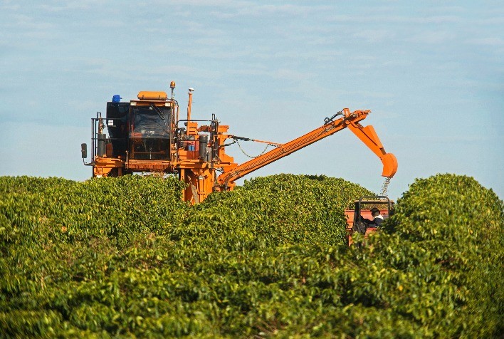 Brasil tem primeira certificação de cafeicultura regenerativa do mundo