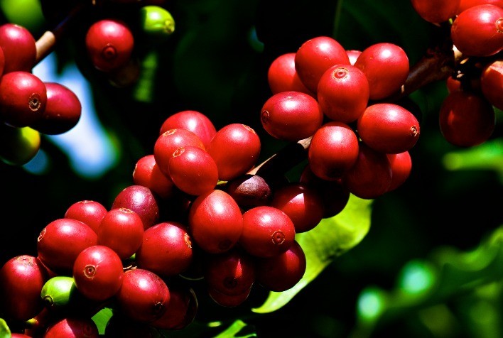 Brasil deve produzir 58,9 milhões de sacas de café em 2022/2023, diz StoneX