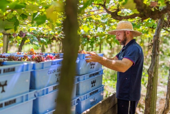 Cooperativa Vinícola Garibaldi chega à metade da previsão da colheita de uva