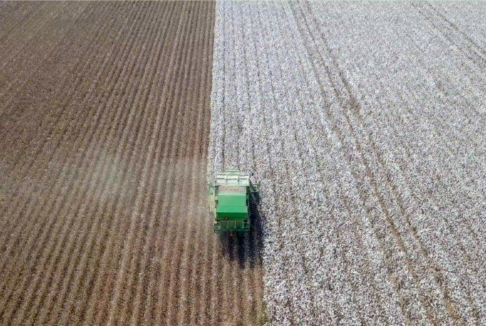 Custo de produção do algodão chega a R$ 16.697/ha