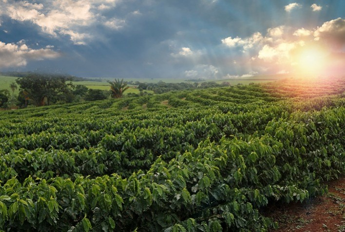 Europa: agricultura biológica sobe 56%