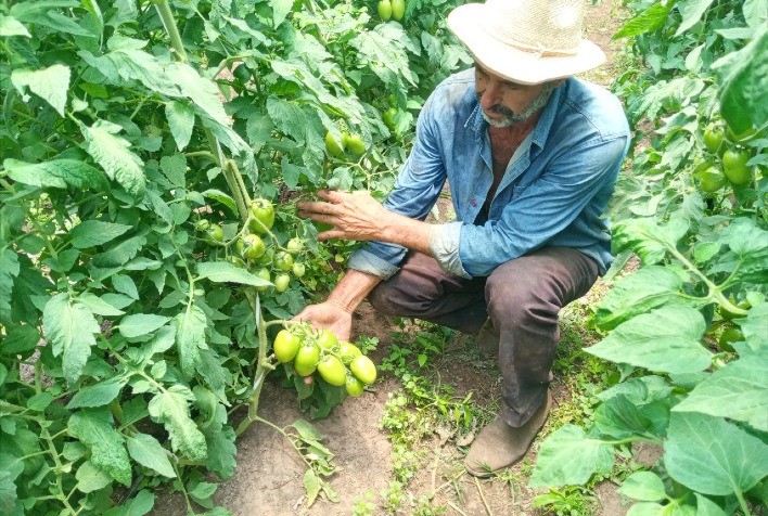 Agricultores de orgânicos adotam homeopatia na condução das lavouras