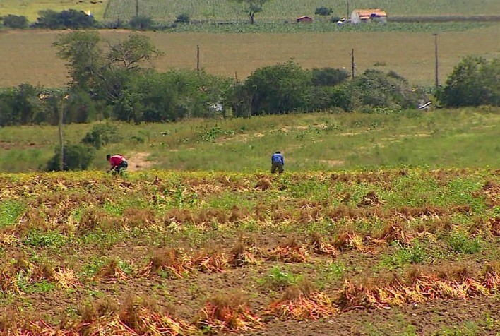 Colheita de soja e feijão já iniciou na Bahia