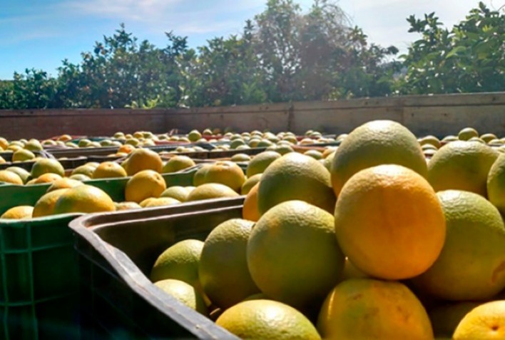 Altas temperaturas movimentam mercado de citros