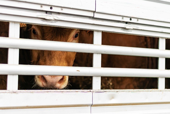 Os impactos negativos do estresse no transporte dos animais e estratégias visando minimizar as perdas de produtividade