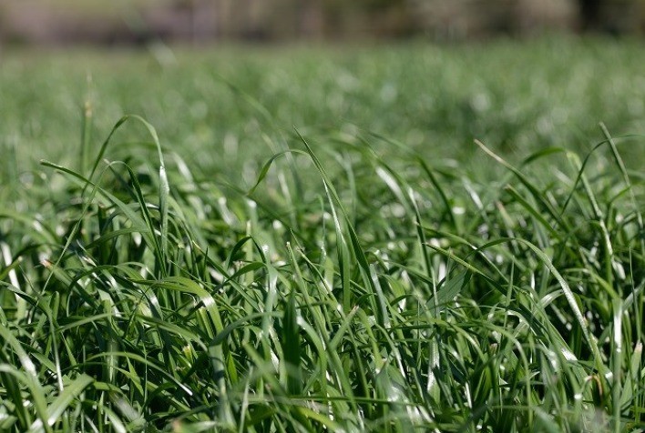 Forrageira de inverno, Azevém é a solução para o produtor que busca aumento de produção de leite e carne