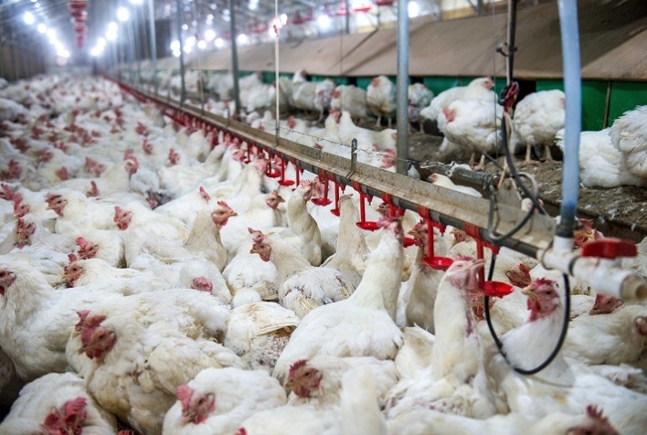 Líder nacional em proteína animal, Paraná aumenta produção de frangos e suínos em 2021